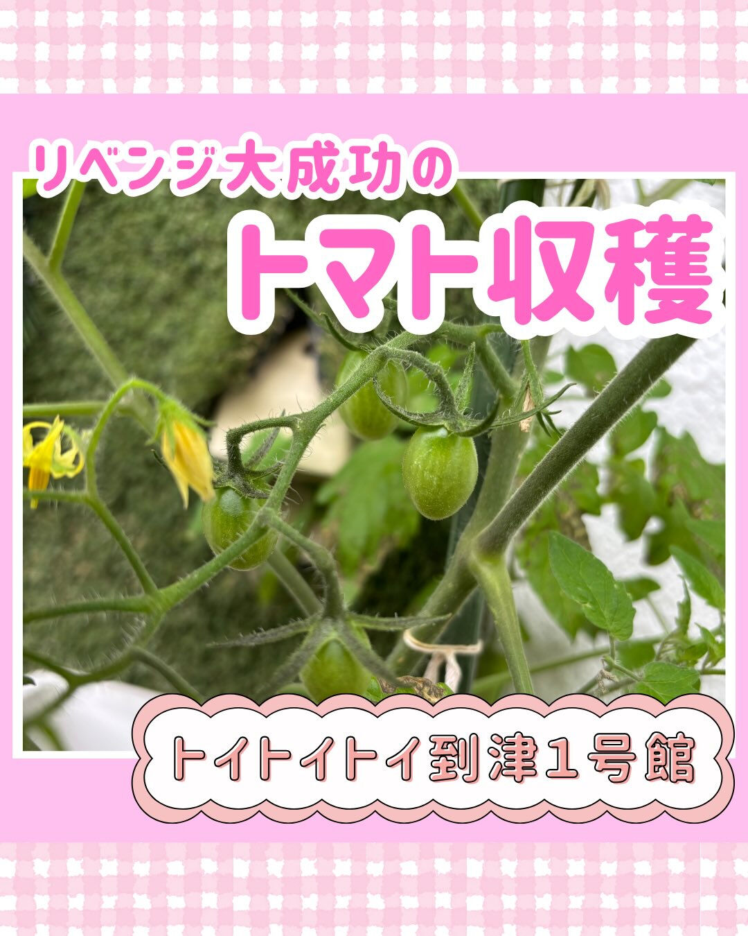 トイトイトイ到津１号館です🍅