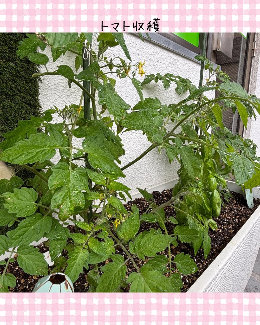 トイトイトイ到津１号館です🍅