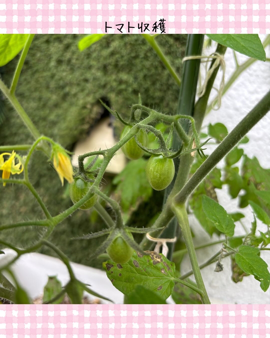 トイトイトイ到津１号館です🍅