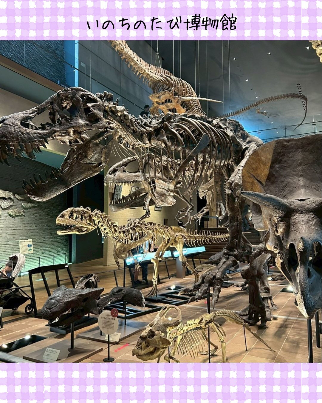 トイトイトイ井堀です🦕